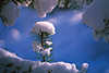 Schneekapuze auf Ast Nadelzweig Schneewehe Winterfoto wei vor blauer Hintergrund