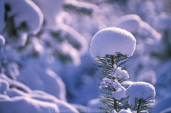 Schneekapuzen Winterwehen Schneekoppen auf Zweigspitze