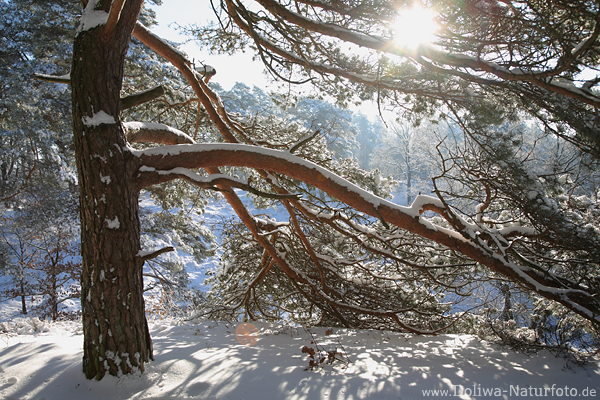Schneekiefer Tanne Stamm Zweige ste Winterbild mit Sonne Gegenlicht Naturfoto