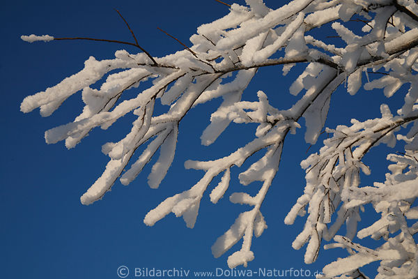 Schnee Eis weisse Zweige blauer Himmel