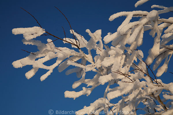 Eisschnee Winterstarre Zweig am Blauhimmel im Frost