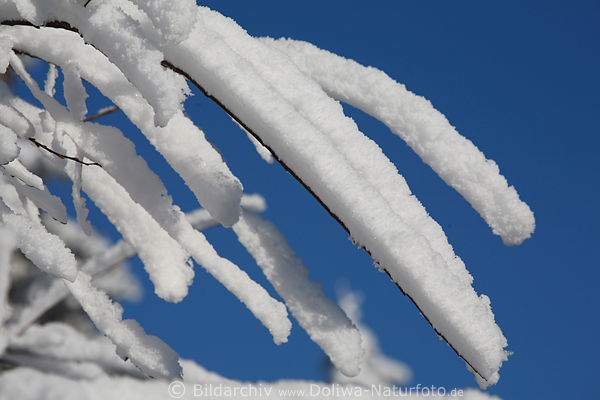 Schneestbchen wei dick lange Zweige blauer Himmel Wintersonne Makrodetail