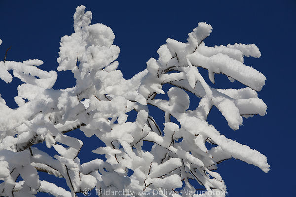 Schneepracht vereiste Strauchzweige blauer Himmel Frost Winterzauber