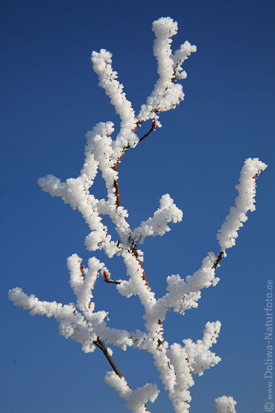 Zweig in Rauhreif zierlich vor Blauhimmel in Winterstarre
