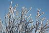 101014_Winterglanz der Strauchzweige im Schnee am Blauhimmel Fotografie in Natursonne