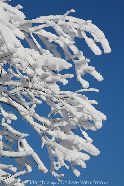 Schneezweige Blauhimmel Winterzauber Natur Frosteis Sonnenschein
