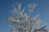 101022_Verzweigten Baumstchen im Winter Schneeglanz Fotografie am Blauhimmel