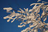 101070_Weie Schneezweige am blauen Himmel Fotografie in warmen Wintersonne