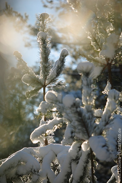 Tannenwipfel Schnee Nadeln in Gegenlicht Winterbild Kieferspitze Naturfoto