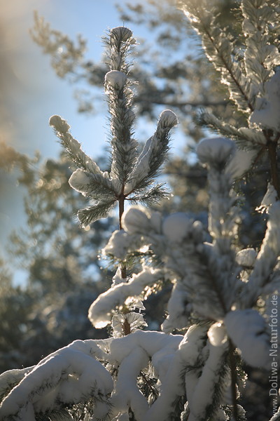 Tannenspitze mit Schnee  in Gegenlicht Kieferwipfel Winterbild