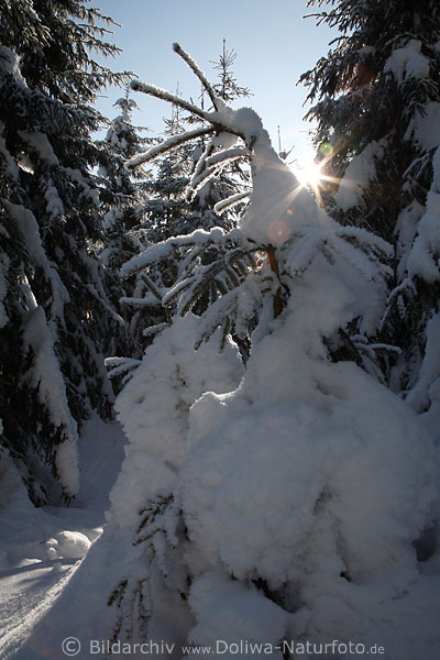 Eisschnee Sonnenstern auf Waldtanne Kieferbaum weie Winterpracht Natur