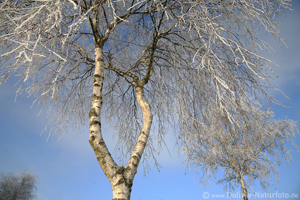 Winterbirke Baumste Reif vereiste Zweige am Blauhimmel