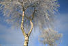 Winterbirke ste Reif vereiste Zweige Rauhfrost am Blauhimmel