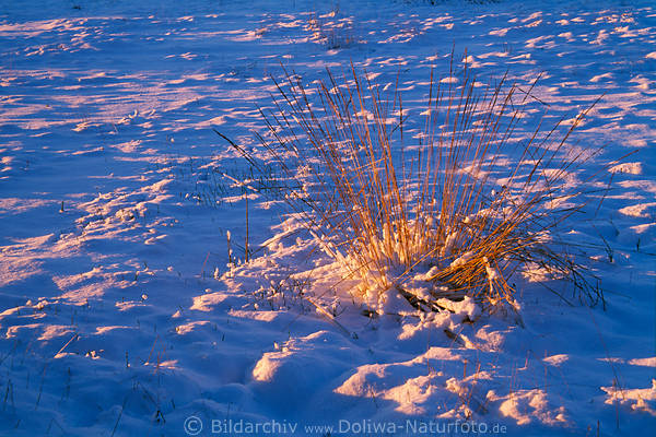 Grser Winterbild in Schnee Goldlicht rotblaue Stimmung