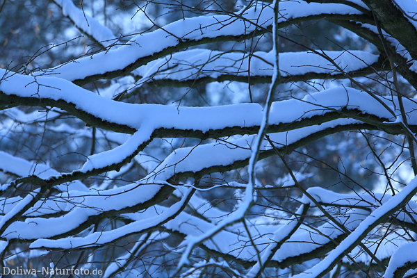 Astschnee Wirrwarr abstrakt Winterbild Baumzweige Geflecht Naturfoto