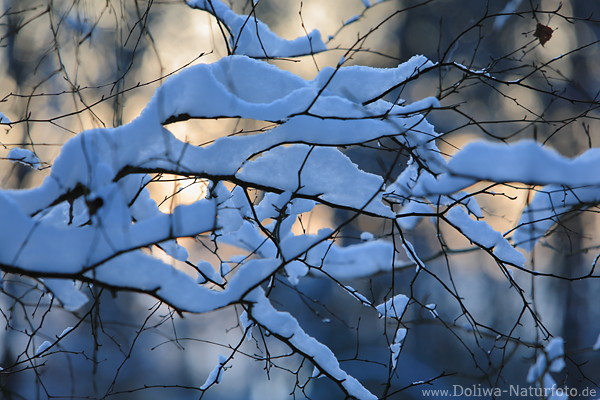 Winterkunst Wirrwarr Zweige mit Schnee in Gegenlicht romantisches Naturgeflecht Foto Winterbild
