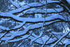 210045_ Astschnee Wirrwarr abstrakt Winterbild Baumzweige Geflecht Naturfoto