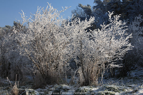 Raureif Winterpracht Strucher Eisschnee Frost weie Zweige Winterbild