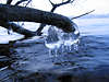 Euter aus Eis Naturbild Eiszapfen-Form am Baum im Wasser hängen