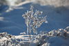 006611_Filigrane Eiszweige Geflecht in Schnee Reif Gegenlicht romantische Naturdetails Winterbild