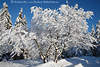 Winterpracht am Baum Strauchzweigen im Schnee Winterbild in Winterstarre am Waldrand