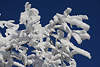 101010_Schnee an Strauchzweigen vereist im Wind Naturbild am Blauhimmel im Frost & Sonnenschein