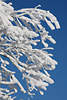 Schneezweige in Winter Naturbilder: Schneezauber in Frost & Sonnenschein am Blauhimmel