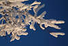 101072_Schneebedekte Zweige in warmen Wintersonne Naturbild im Frost am Blauhimmel