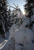 Waldtanne in Eisschnee Sonne-Stern Romantik Naturfoto Kieferbaum weiße Winterpracht