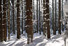 Winterwald Bäume in Schnee dicke Baumstämme Sonnenlicht Stimmung