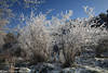 Raureif Eisschnee auf Sträucher Frostzweige weiße Winterpracht Nahfoto Winterbild