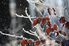 Schneeflocken Blätter Raureif Eiszweige Gegenlicht weiß Winterwald Naturfoto