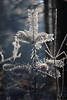 Rauhfrost Nadelglanz in Eisstarre Winterbild zierliche Tannenspitze Eiskristalle in Gegenlicht