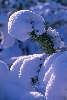 3017_Schneekuppel auf Nadelzweig Photo Schneewehe auf Kiefer grünem Zweig