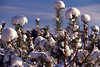 3302_Schneekoppen, Schneekapuzen auf Nadelbaum