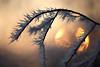 Strauchzweig mit Eiskristallen in Rauhfrost vor Sonnenkugel, Zweig in Rauhreif vor Sonne in Naturbild