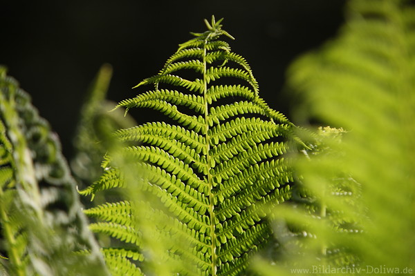 Farnblatt Gegenlicht-Nahfoto Grnblatt leuchtende Strukturen vor Schwarzhintergrund