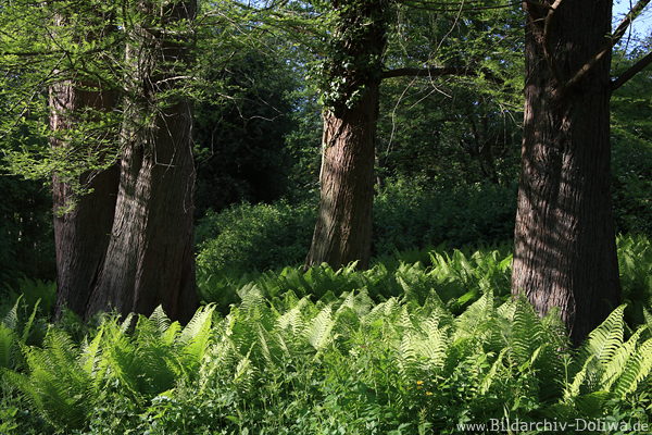 Farndickicht um Waldstmme Farnwedeln Grnflche unter Bumen