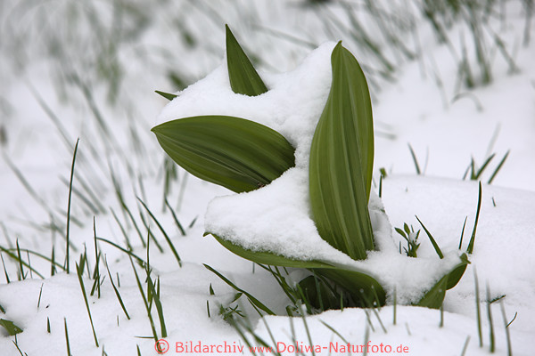 Grossbltterblume in Schnee Giftpflanze Weier Germer Grashalme in Weissboden