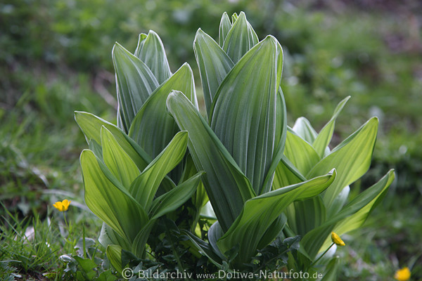 Germer grne Riesenbltter Bschel Veratrum album