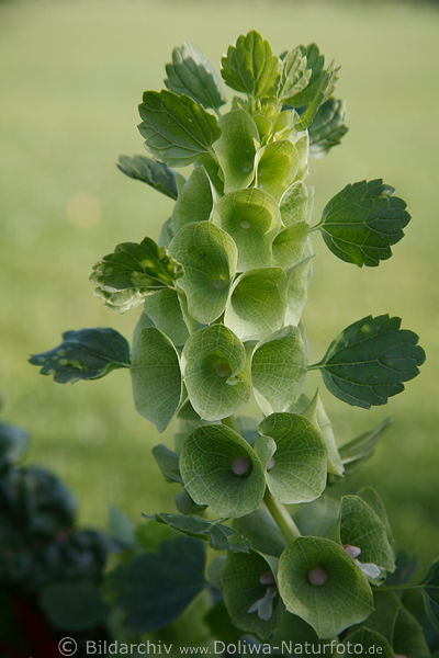 Muschelblume bizarr Bltenstngel grnTrichtermelisse oder Irlandglocke seltenes Blattschmuck Moluccella laevis