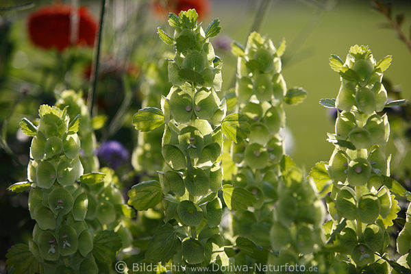 Irlandglocken grn Blattschmuck exotisch seltene Muschelblumen
