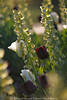 Yucca filamentosa Palmlilien Bltenrispe hellgrn Glckchentrauben