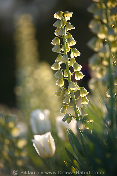 Palmlilien Yucca hellgrne Glockenblten Glckchentraube