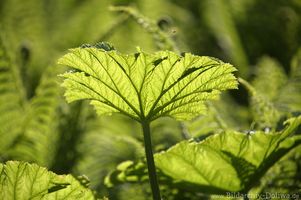 Riesenblatt Leuchtfarben in Gegenlicht beschienen Grünblatt helle Grünfläche