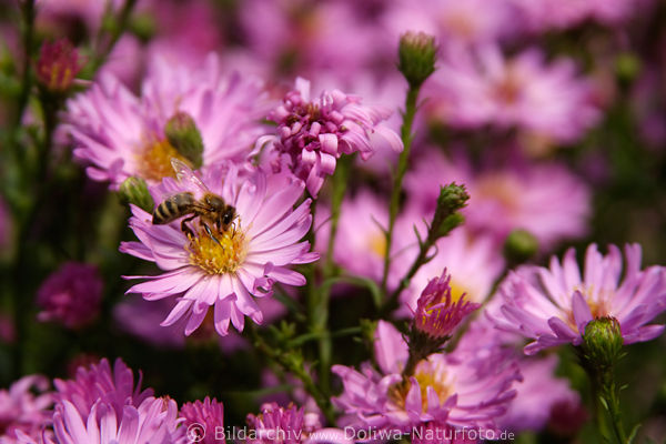 Aster mit Biene Foto lila Blten Herbstaster Aster novae-angliae rosa-violett blhen