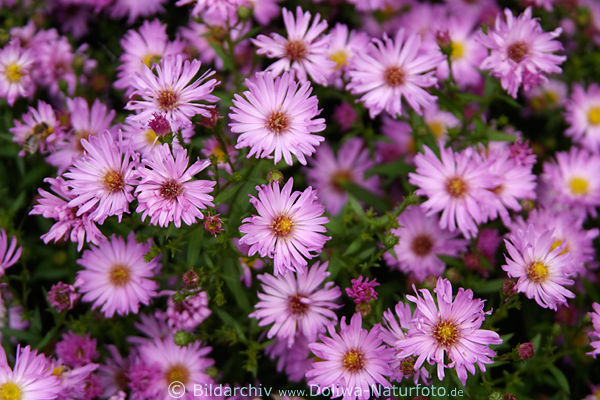 Gartenaster Callistephus violett Herbstaster Blumenteppich auf Rabatte