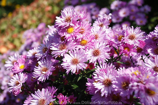 Aster lateinisch Stern Foto Prrieblume Nordamerikas violette Blten Astrum novae-angliae