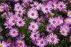 710620  Gartenaster Callistephus violett Herbstaster Blumenteppich auf Gartenrabatte, Aster novae-angliae
