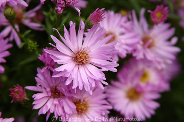 Aster lila rosa blhende Blten Herbstaster